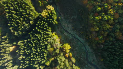 Aerial-View-On-Colorful-Conifers-On-A-Sunny-Day-Of-Autumn-In-Sommerain,-Belgium---drone-shot