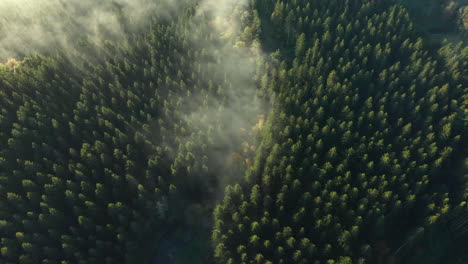 Dünne-Neblige-Wolken-über-Dichten-Waldbaumwipfeln-In-Der-Nähe-Von-Sommerain,-Houffalize,-Belgien