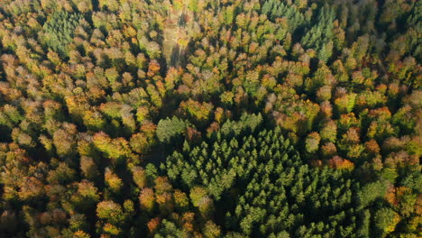 Beautiful-Forest-Landscape-In-Fagne-du-Rouge-Poncé-in-Saint-Hubert,-Belgium---aerial-shot