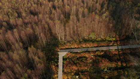Herbstliche-Bäume-Rund-Um-Den-Holzsteg-Am-Fagne-Du-Rouge-Ponce-In-Saint-Hubert,-Belgien