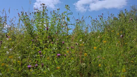 üppige-Englische-Wildblumen-Im-Sommer-Mit-Blauem-Himmelshintergrund