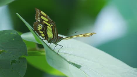 Mariposa-Verde-Y-Negra-Sobre-Plomo