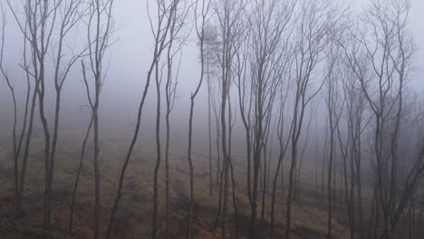 Luftaufnahme-Einer-Reihe-Von-Nadelbäumen,-Die-Im-Winter-Auf-Einem-Hügel-Stehen-Und-Mit-Dichtem-Nebel-Bedeckt-Sind