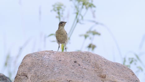 Northern-wheatear-juwenile-sitting-near-nest-on-stones