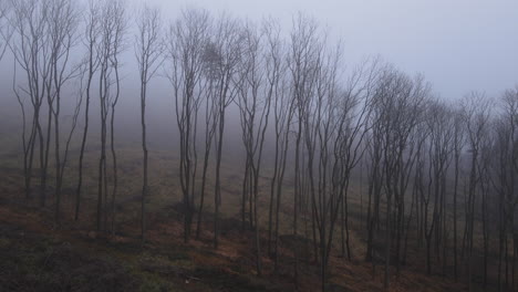 Ein-Flug-Vom-Boden-Durch-Einen-Dunklen-Waldweg-Durch-Schneebedeckte-Bäume-Bei-Dichtem-Nebel