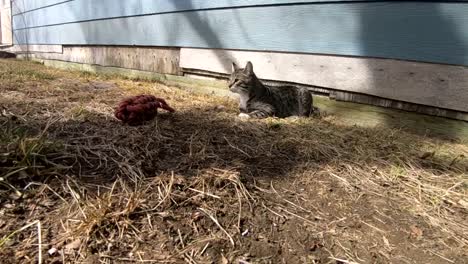 SLOW-MOTION---Tabby-cat-siting-in-the-backyard-in-front-of-a-dog-toy-on-a-sunny-day