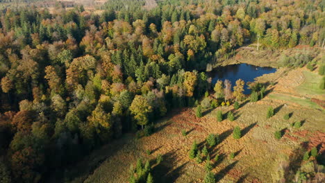 Vibrant-Colors-Of-Autumn-In-The-Forest-Of-Fagne-du-Rouge-Poncé-in-Saint-Hubert,-Belgium---aerial-shot