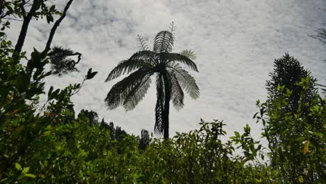 Palmensilhouette-Im-Wunderschönen-Neuseeländischen-Wald