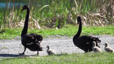 Preciosa-Familia-De-Cisnes-Negros-Jóvenes-De-Nueva-Zelanda-Caminando-Hacia-El-Estanque