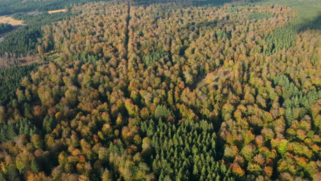 Luftaufnahme-Von-Dicken-Herbstbäumen-Bei-Sonnenaufgang-Im-Naturschutzgebiet-Fagne-Du-Rouge-Ponce-In-Saint-Hubert,-Belgien