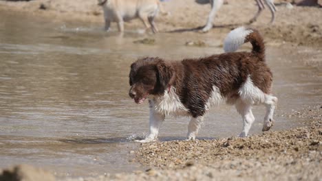Corgi-dog-first-beach-day-walking-along-the-shore-on-a-sunny-day