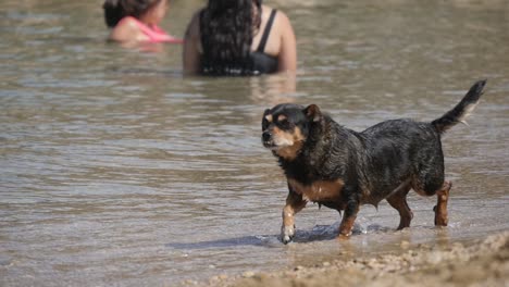 Pequeño-Perro-Negro-Caminando-Por-La-Costa-En-La-Playa-Moviendo-La-Cola-En-Un-Día-Soleado