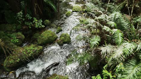 Río-Que-Fluye-A-Través-De-La-Selva-De-Nueva-Zelanda-Y-La-Naturaleza-De-La-Selva-Tropical