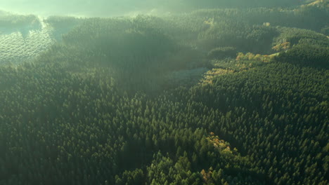 Beautiful-green-Sommerain-forest-in-Belgium--Aerial