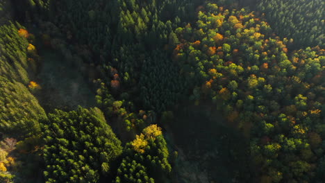 Flying-Over-Dense-Coniferous-Forest-During-Autumn-In-Sommerain,-Belgium---aerial-drone-shot