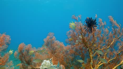 Peces-De-Arrecife-Nadando-Alrededor-De-Un-Abanico-De-Mar-Colorido
