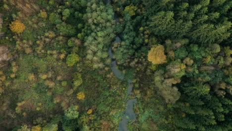 Aerial-View-Of-Creek-Amidst-Coniferous-Thicket-During-Fall-Season-In-Sommerain,-Houffalize,-Belgium