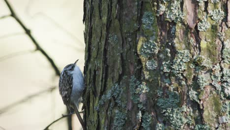 Treecreeper-bird-climbing-vertical-on-tree-trunk-bark-feeding-eating