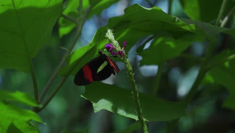 Mariposa-Negra-Y-Roja-Alimentándose-De-Flor-Morada