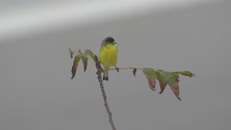 Yellow-bellied-Flycatcher