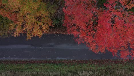 Looking-down-at-Autumn-Road