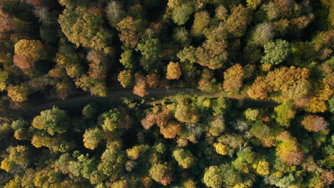 Carretera-Asfaltada-Cubierta-Por-Un-Denso-Bosque-De-árboles-Otoñales-Cerca-De-Fagne-Du-Rouge-Poncé-En-Saint-Hubert,-Bélgica