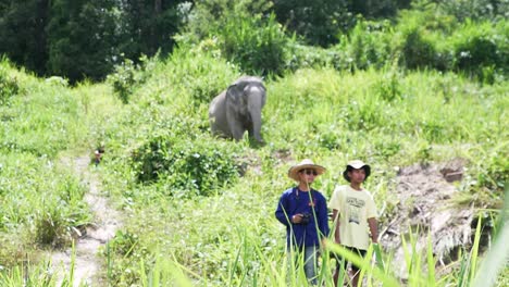 Fotografen-Fotografieren-Wilde-Elefanten-In-Den-Bergen-Von-Chiang-Mai,-Thailand