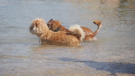 A-couple-of-dogs-standing-in-the-shallow-water-at-the-beach-as-one-shakes-and-splashes