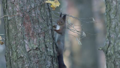 Wild-squirrel-climbing-in-tree-sitting-on-the-branch