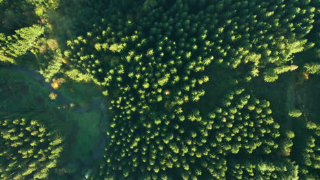 Bird's-Eye-View-On-Dense-Coniferous-Forest-At-Daytime-In-Sommerain,-Belgium---aerial-drone-shot
