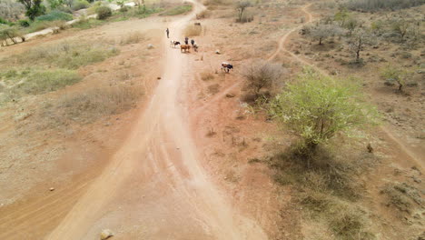 Aerial-of-a-group-of-cows-being-herded-by-shepherd-in-rural-Africa