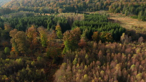 Bosque-De-Otoño-Dentro-De-La-Reserva-Natural-De-Fagne-Du-Rouge-Ponce-En-Saint-Hubert,-Bélgica