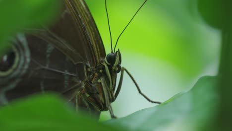 Close-up-of-Butterfly-Through-Leaves