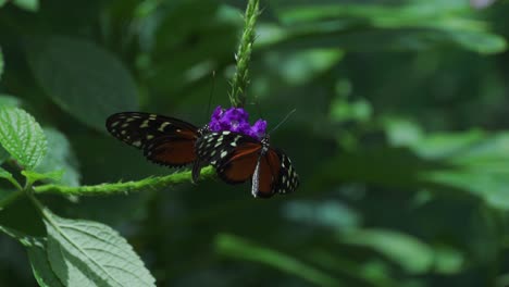 Zwei-Schmetterlinge-Auf-Lila-Blume