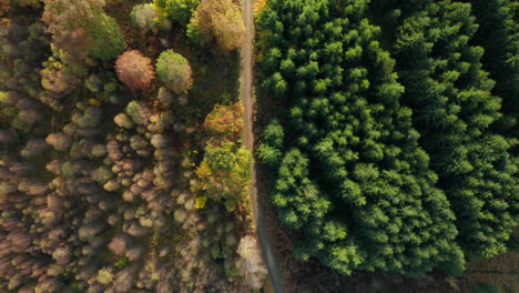 Top-Down-View-On-Mixed-Autumn-Forest-In-Fagne-du-Rouge-Poncé,-Belgium---aerial-drone-shot