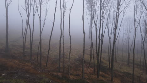 Luftflug-Zwischen-Baumreihen,-Die-Im-Winter-Auf-Einem-Hügel-Stehen-Und-Von-Dichtem-Nebel-Bedeckt-Sind