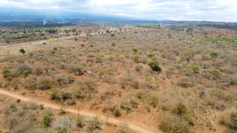 Luftbild-über-Wilde-Kühe,-Die-In-Einer-Wunderschönen-Ländlichen-Landschaft-In-Kenia-Stehen