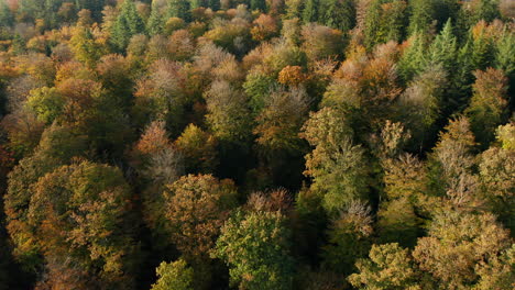 Colorful-Foliage-Of-Autumn-Tree-Forest-In-Fagne-du-Rouge-Poncé-Nature-Preserve-In-Saint-Hubert,-Belgium