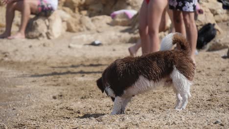 Corgi-Hund-Am-Strand,-Der-In-Zeitlupe-Am-Ufer-Spaziert