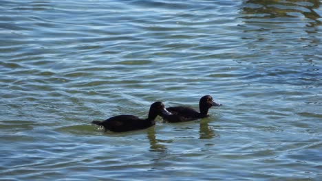 Baby-Ducks-Swimming-in-Pond-in-New-Zealand-Wildlife-Nature-Reserve