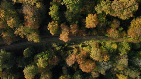 Blick-Von-Oben-Nach-Unten-Auf-Den-Weg-Im-Farbenfrohen-Herbstwald---Wunderschöne-Landschaft-Mit-Leerer-Landstraße-Im-Fagne-Du-Rouge-Poncé,-Belgien---Drohnenaufnahme-Aus-Der-Luft
