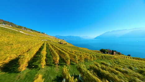 FPV-Drone-Fight-Over-Lavaux-Vineyard-Between-Rivaz-And-Saint-Saphorin-Villages-On-A-Sunny-Day