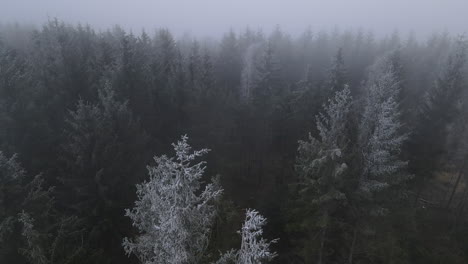 Ein-Flug-Vom-Boden-über-Die-Baumwipfel-Mitten-Im-Wald-Auf-Frisch-Gefallenem-Schnee-Und-Ziehendem-Nebel