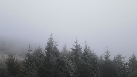 Ein-Flug-Vom-Boden-über-Die-Baumwipfel-Mitten-Im-Wald-Auf-Frisch-Gefallenem-Schnee-Und-Ziehendem-Nebel