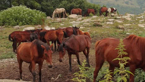 Herd-of-horses-on-rocky-mountain-pasture-in-summer,-Yenokavan,-Armenia