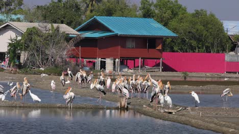 4K-Nature-Reserve-with-Painted-Storks-Feeding-on-the-Shallow-Salt-Lakes-of-Phetchaburi,-Thailand