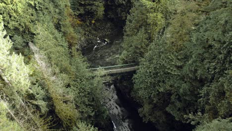 Excursionista-Caminando-Por-El-Puente-En-Un-Bosque-Denso,-Cañón-Del-Río-Desde-Arriba-Vista-Aérea-Vancouver-Columbia-Británica