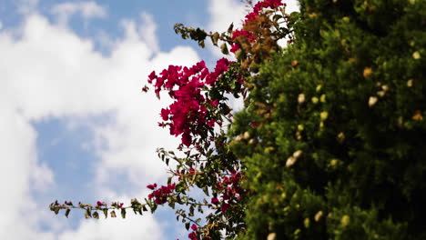 Blühende-Blume-Von-Pflanzen-Wiegt-Sich-Gegen-Den-Bewölkten-Blauen-Himmel