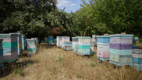 Bee-apiary,-trees,-grass,-summer
