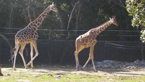 Endangered-Rothchilds-and-reticulated-giraffe-at-Montpellier-Lunaret-Zoo,-France